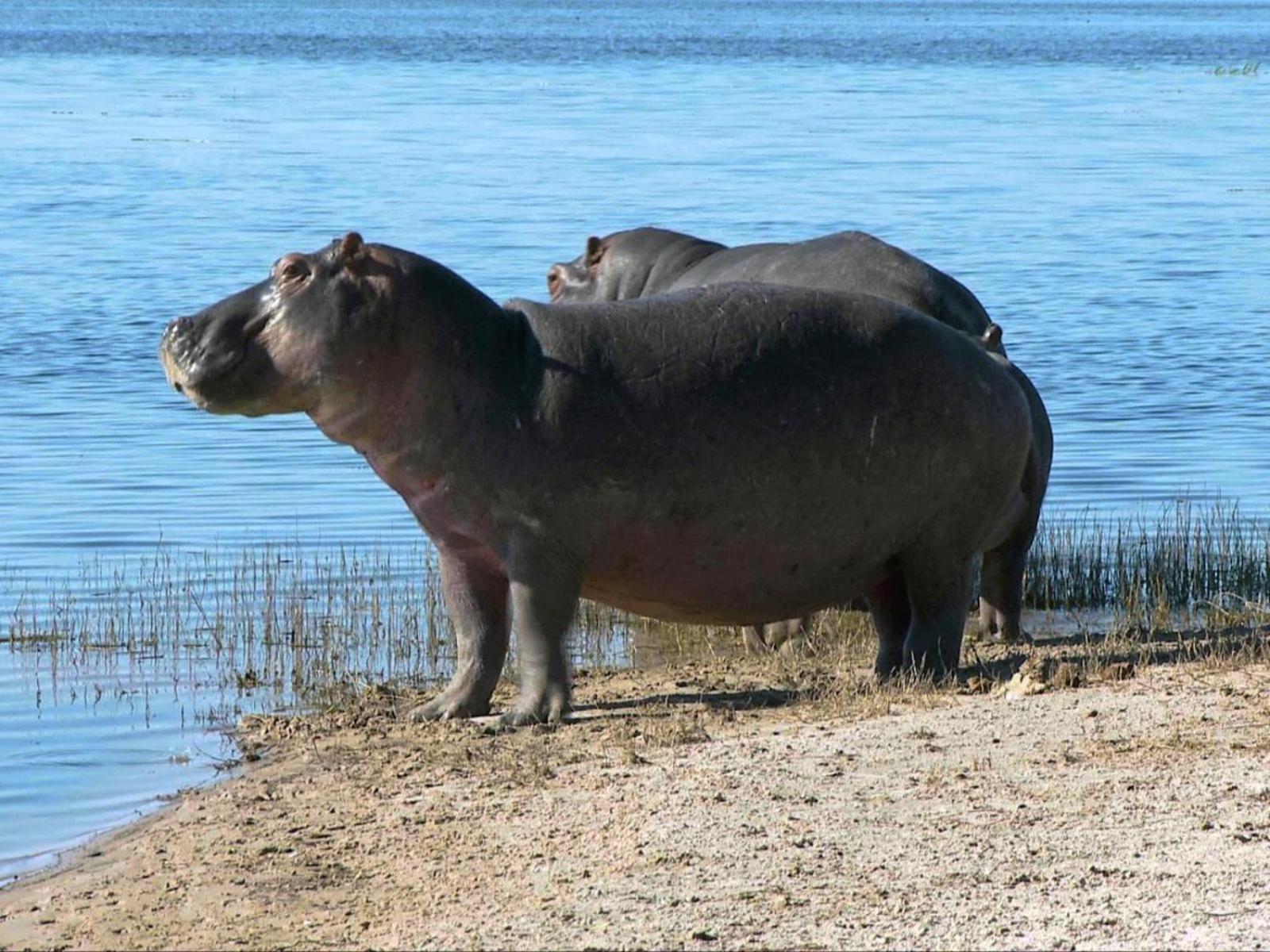 Kayova River Lodge Ndiyona Eksteriør billede